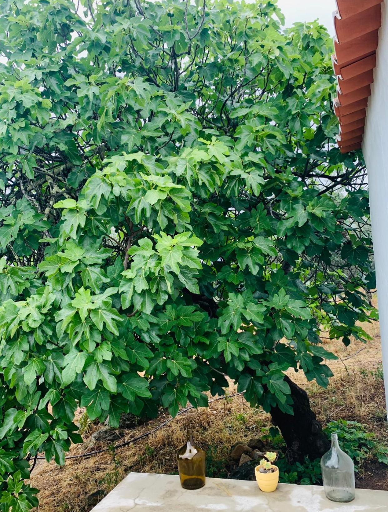Apartament Casa 1-Quinta Dos Penedos Portalegre Zewnętrze zdjęcie